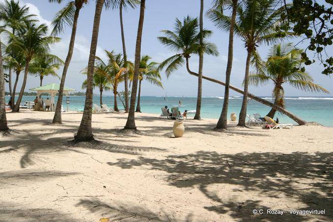 Bajo los árboles de coco, el Beach Caravelle, Sainte-Anne - Guadalupe