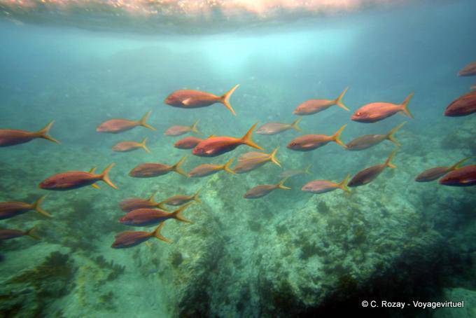 Banc de peces de colores, buceo Malendure, Pigeon Islet - Guadalupe