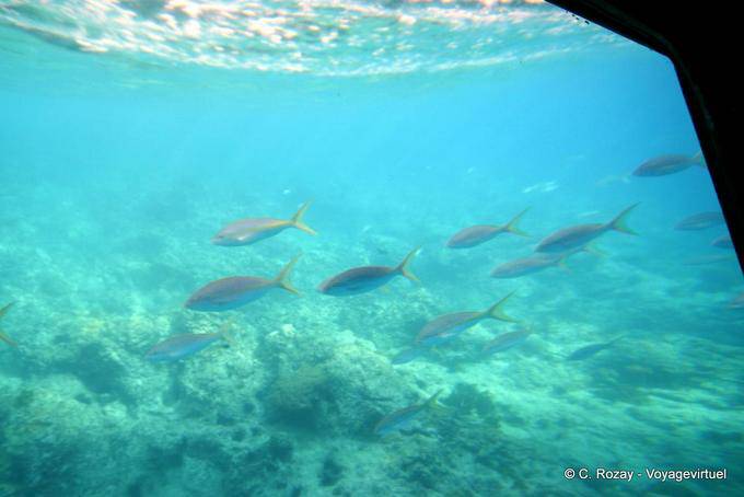 El paso de peces, buceo en barco al islote Pigeon - Guadalupe