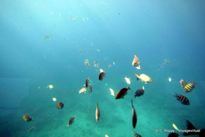 Pesca y luz penetrante, bajo el agua hacia el Islote Pigeon - Guadalupe