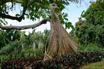 Tronco de un queso (Ceiba), Jardín de Deshaies, Guadalupe.