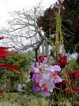 Orquídeas en las Deshaies florales y animales del parque, Guadalupe.