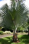 Talipot palma Young (Corypha umbraculifera), Jardín de Deshaies, Guadalupe.