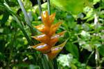 Caribaea Heliconia amarillo o balisier Caribe, Guadalupe, Guadalupe.
