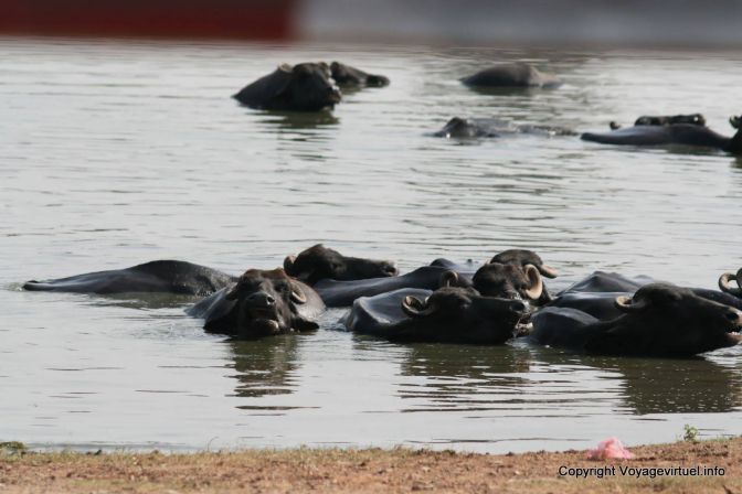 Agra Bain Des Bufles - India