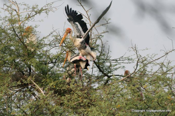 Bharatpur National Park Reserve Des Oiseaux - India