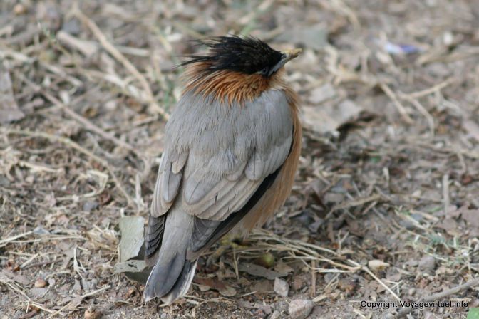 Bharatpur National Park Reserve Des Oiseaux - India