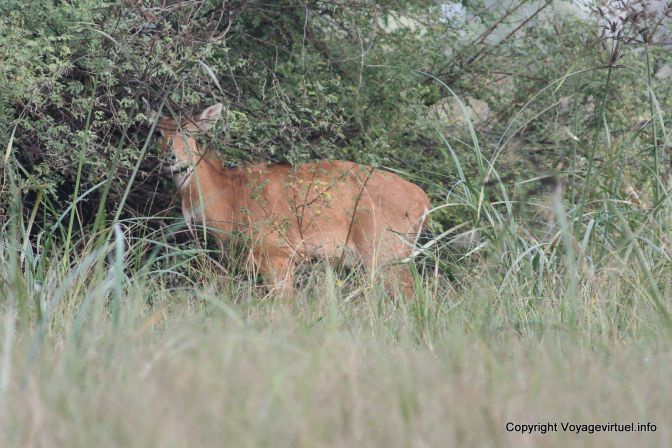 Bharatpur National Park Reserve Des Oiseaux - India