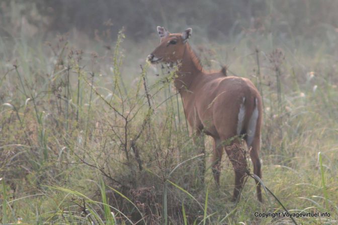 Bharatpur National Park Reserve Des Oiseaux - India