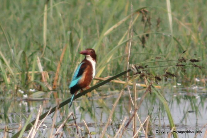 Bharatpur National Park Reserve Des Oiseaux - India