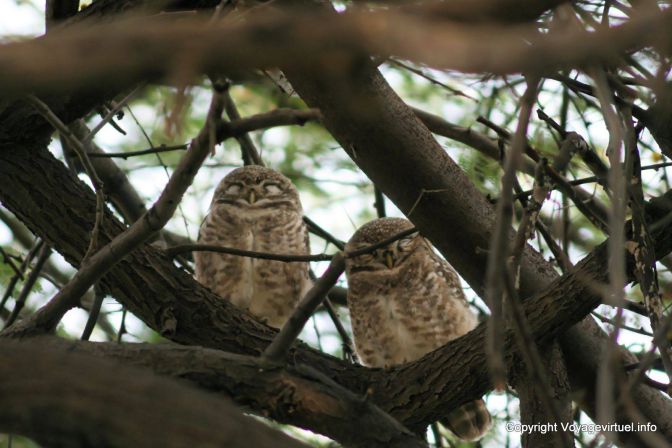 Bharatpur National Park Reserve Des Oiseaux - India