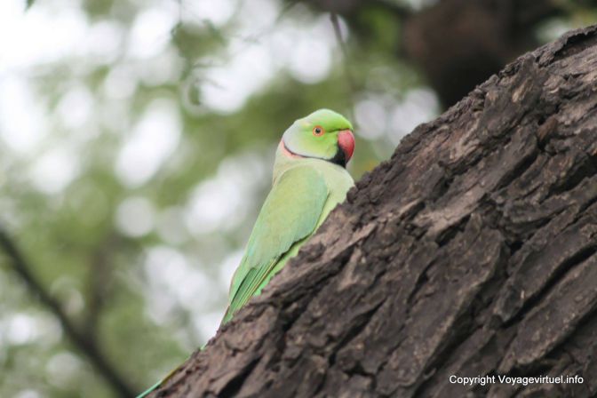 Bharatpur National Park Reserve Des Oiseaux - India