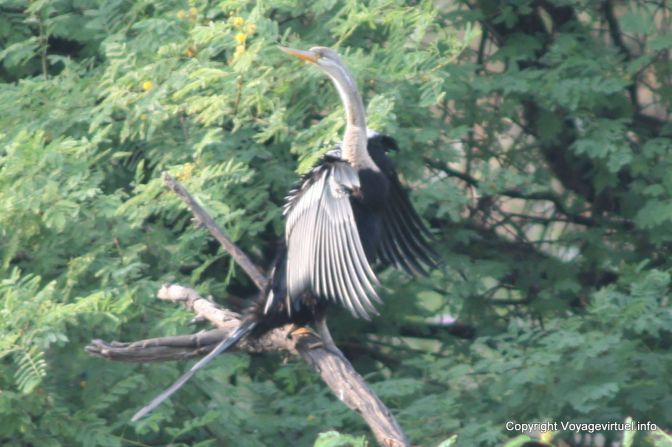 Bharatpur National Park Reserve Des Oiseaux - India