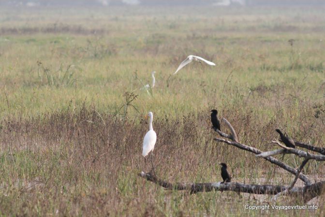 Bharatpur National Park Reserve Des Oiseaux - India