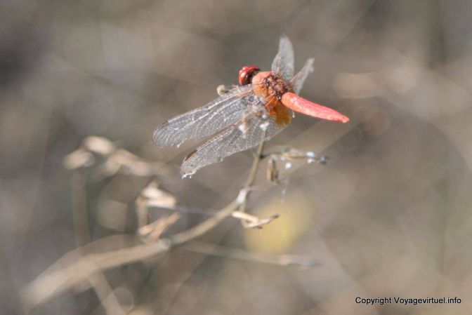 Bharatpur National Park Reserve Des Oiseaux - India