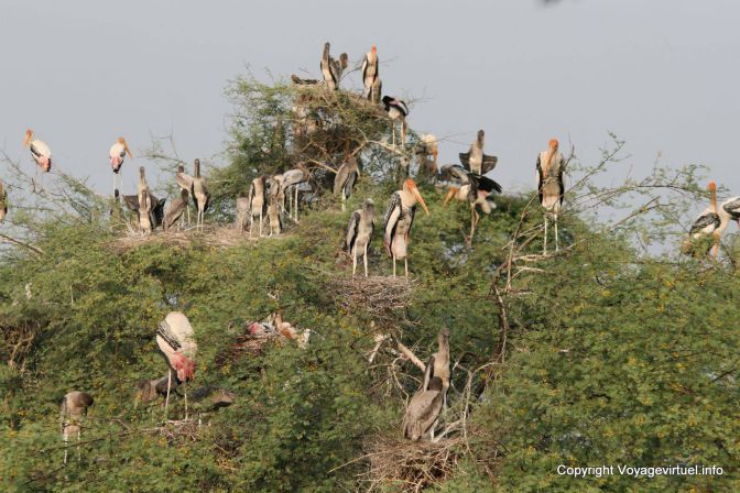 Bharatpur National Park Reserve Des Oiseaux - India