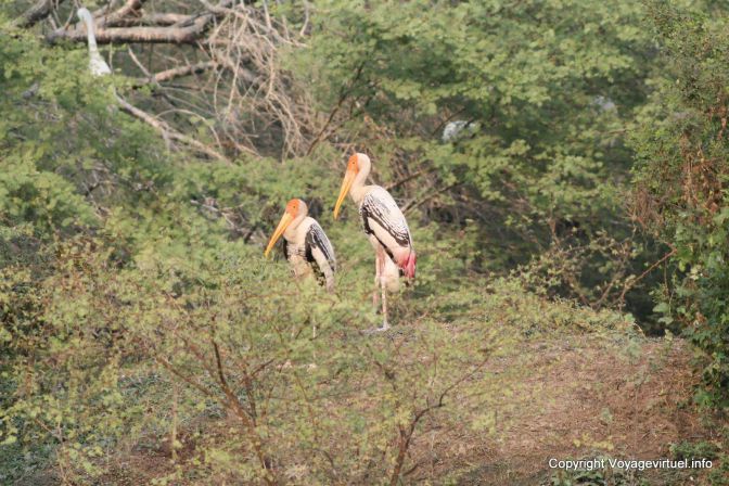 Bharatpur National Park Reserve Des Oiseaux - India
