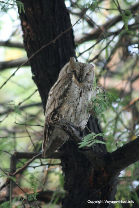Bharatpur National Park Reserve Des Oiseaux - India