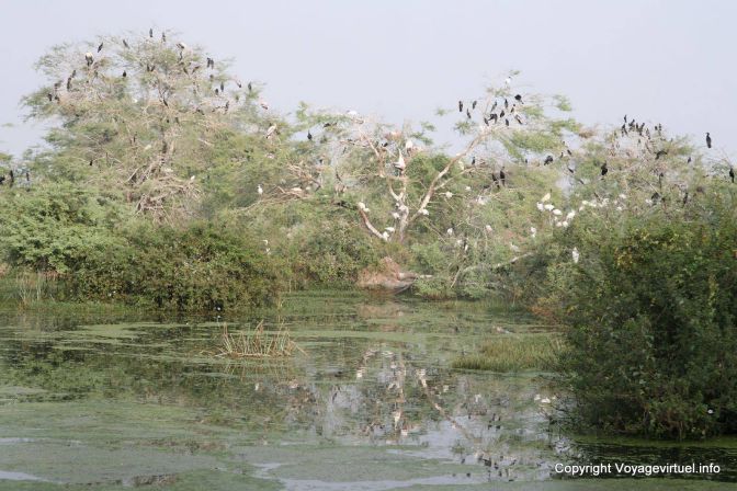 Bharatpur National Park Reserve Des Oiseaux - India