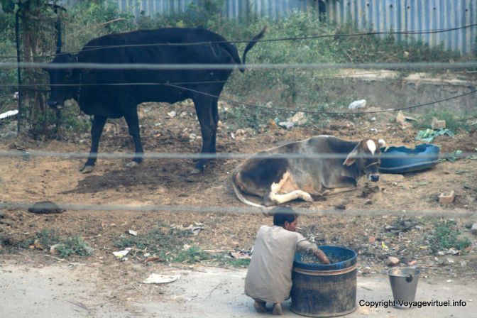 Delhi- India