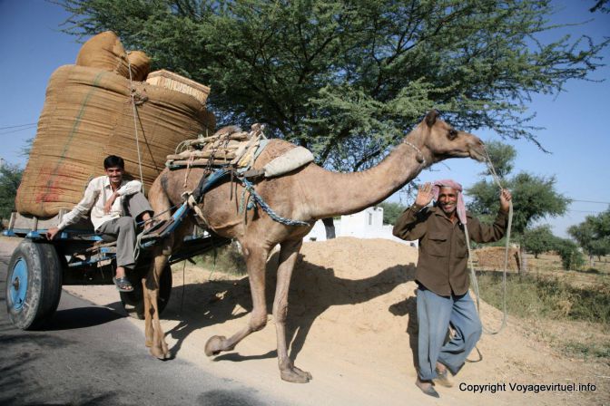 Jhunjhunu Chameau De Trait - India