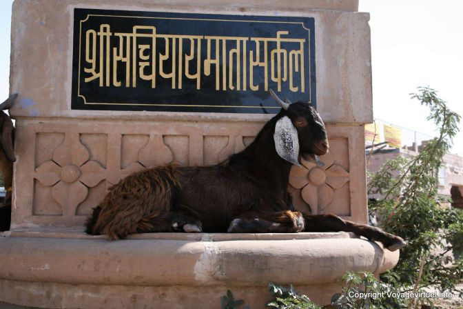 Osyan - India