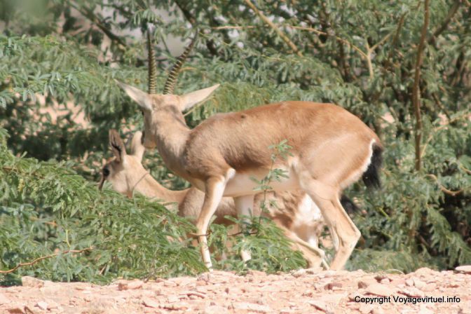 Osyan Antilopes Prises Au Vol - India