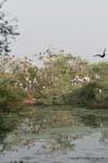 Bharatpur national park reserve des oiseaux.