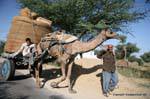 Jhunjhunu chameau de trait.
