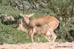 Osyan antilopes prises au vol.