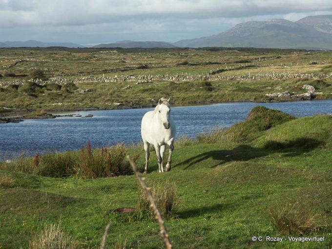  - Irlanda