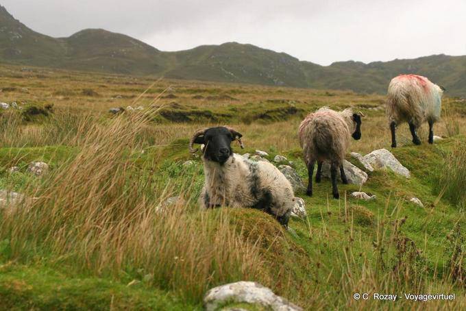 Negro con cabeza de oveja, Achill Island - Irlanda