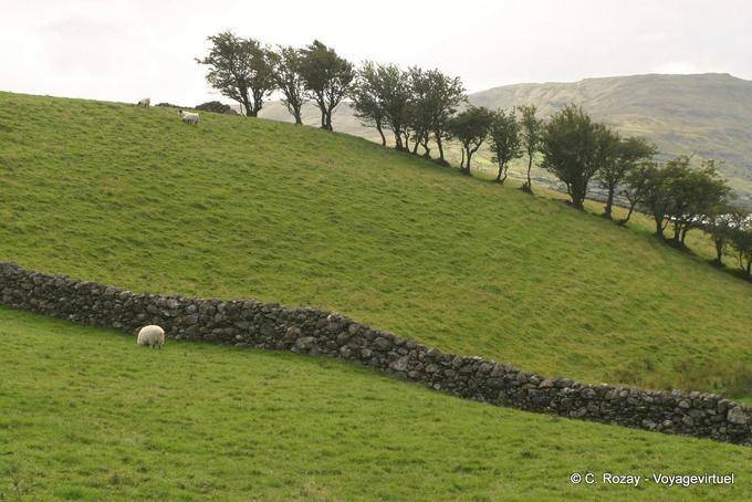 Colina ondulación y pared de piedra, Connemara - Irlanda