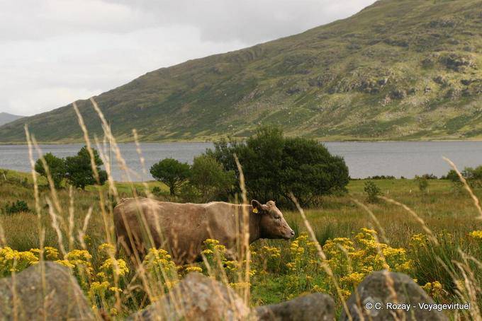 Vaca en el campo, Connemara - Irlanda