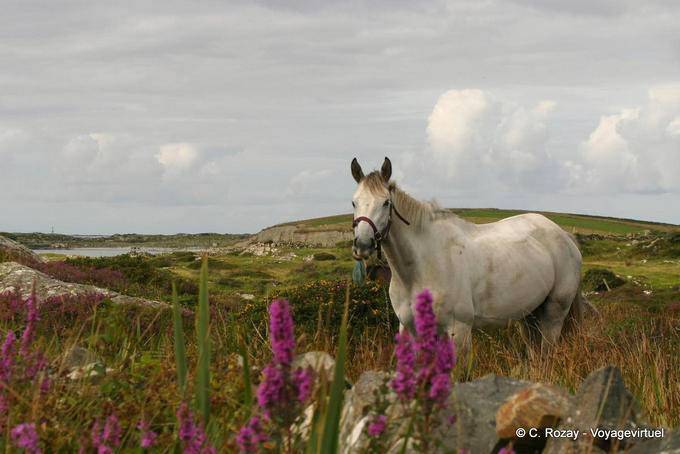 Flores y caballo blanco, Connemara Galway - Irlanda