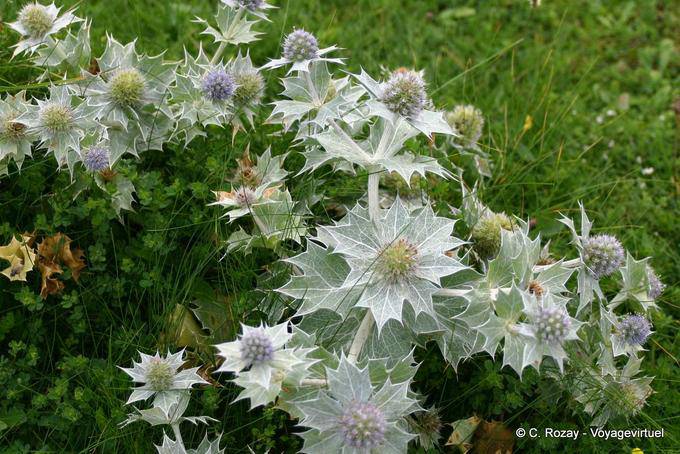 Tipo Thistle Ballyconneely Bay, Connemara Galway - Irlanda