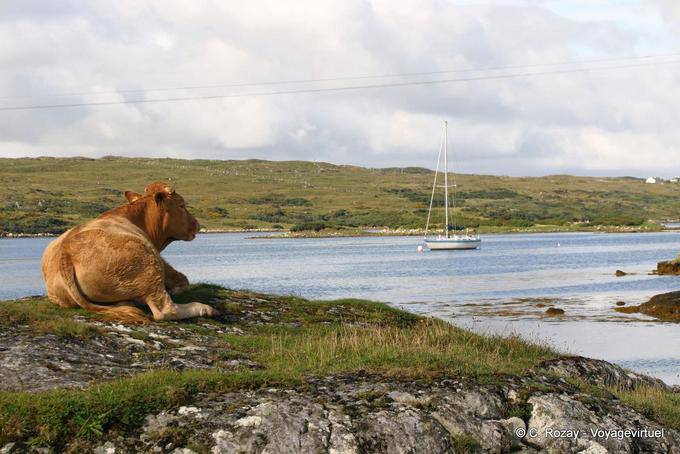 La vaca viendo pasar el barco, Connemara - Irlanda