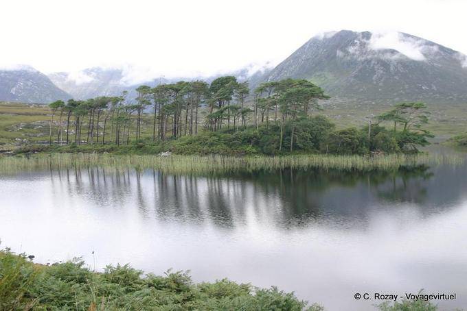 Reflexiones de árboles de pino en el lago, Connemara - Irlanda
