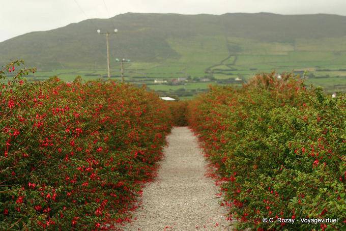 Callejón de fucsias en el camino hacia el Oratorio, Dingle - Irlanda