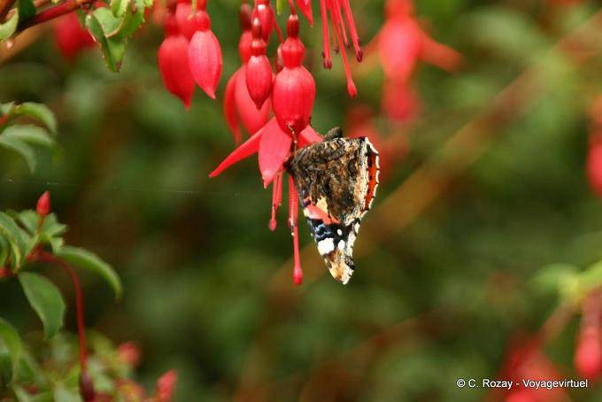 Mariposa en la flor fucsia, Ballygall Dingle - Irlanda