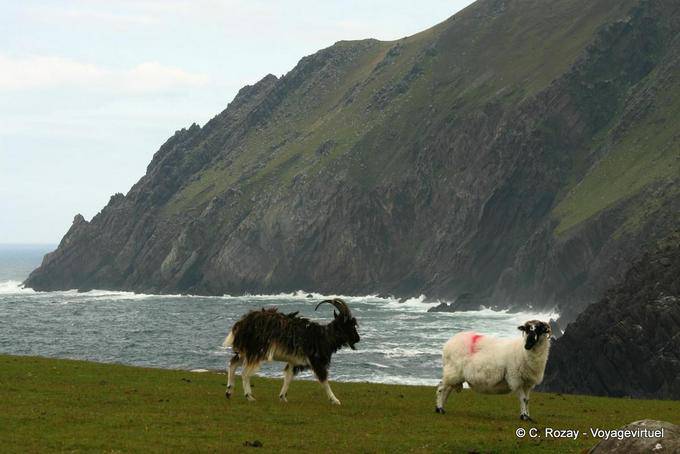 Cabra y ovejas en el acantilado, Brandon Creek, Dingle - Irlanda