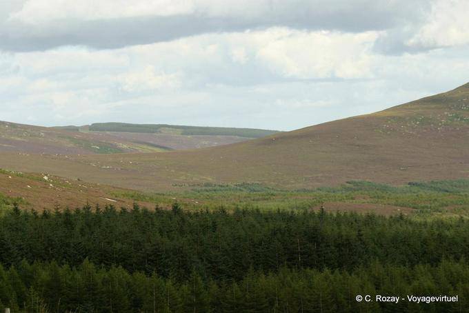 Moros y pinos, montañas de Wicklow - Irlanda