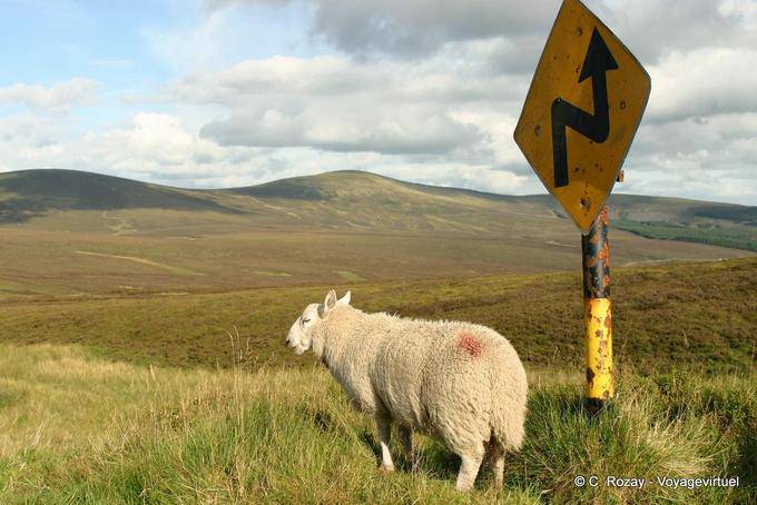 Ovejas y signo en Wicklow - Irlanda