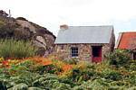 Cabaña típica y helechos, Donegal Rosses, Irlanda.