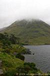 Pinos en las orillas del lago Doo, R335 Sligo, Irlanda.