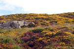 Flores de colores de la vegetación, Connemara Clifden Sky Road, Irlanda.