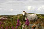 Flores y caballo blanco, Connemara Galway, Irlanda.