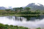Reflexiones de árboles de pino en el lago, Connemara, Irlanda.