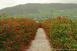 Callejón de fucsias en el camino hacia el Oratorio, Dingle, Irlanda.