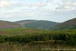 Bosque que rodea el lago Luggala, montañas de Wicklow, Irlanda.